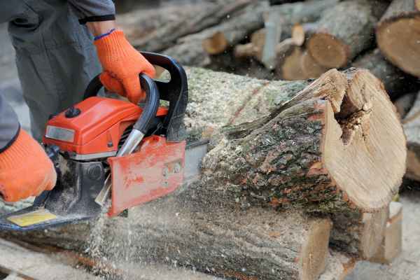 abattage et dessouchage arbres